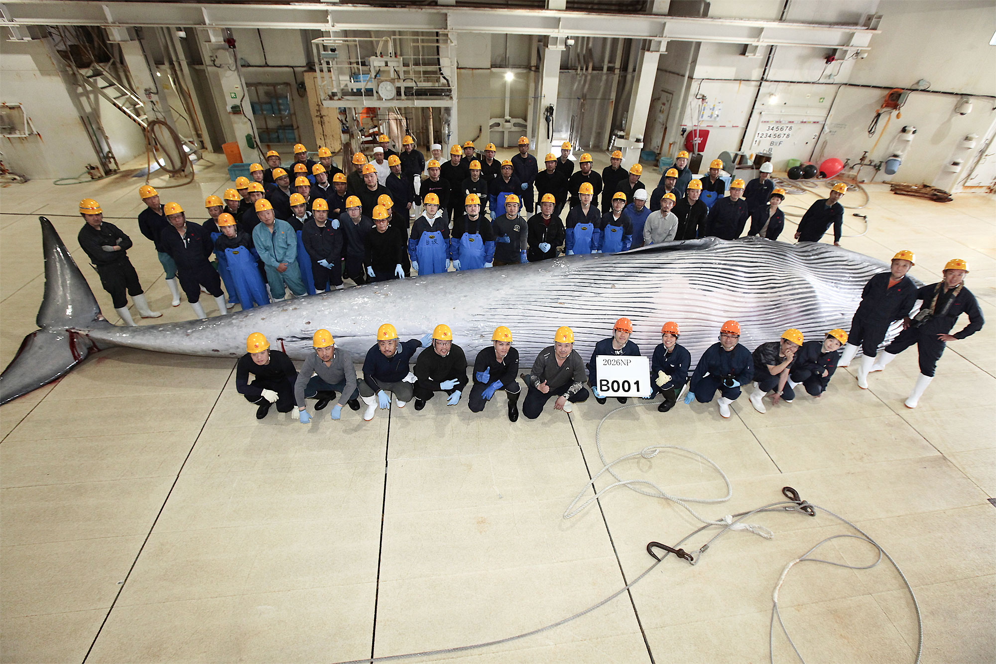 初漁　関鯨丸船団2026年の操業始まる